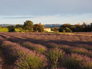 lavender-field-1521598_1280