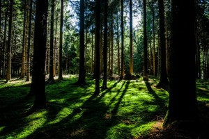 nature-forest-trees-environment (1)