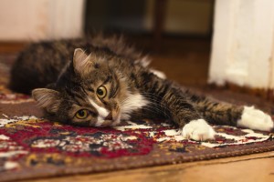 animal-animal-photography-carpet-116835